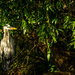 Great Blue Heron by 365karly1