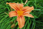 8th Jun 2018 - Day Lily