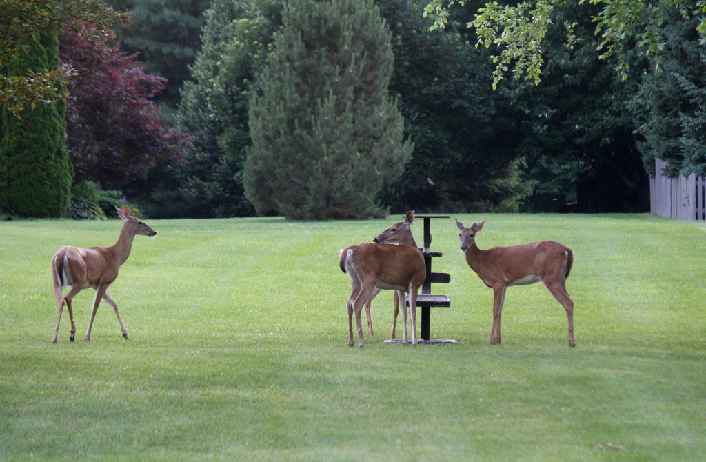 Our "deer" friends by essiesue
