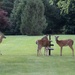 Our "deer" friends by essiesue