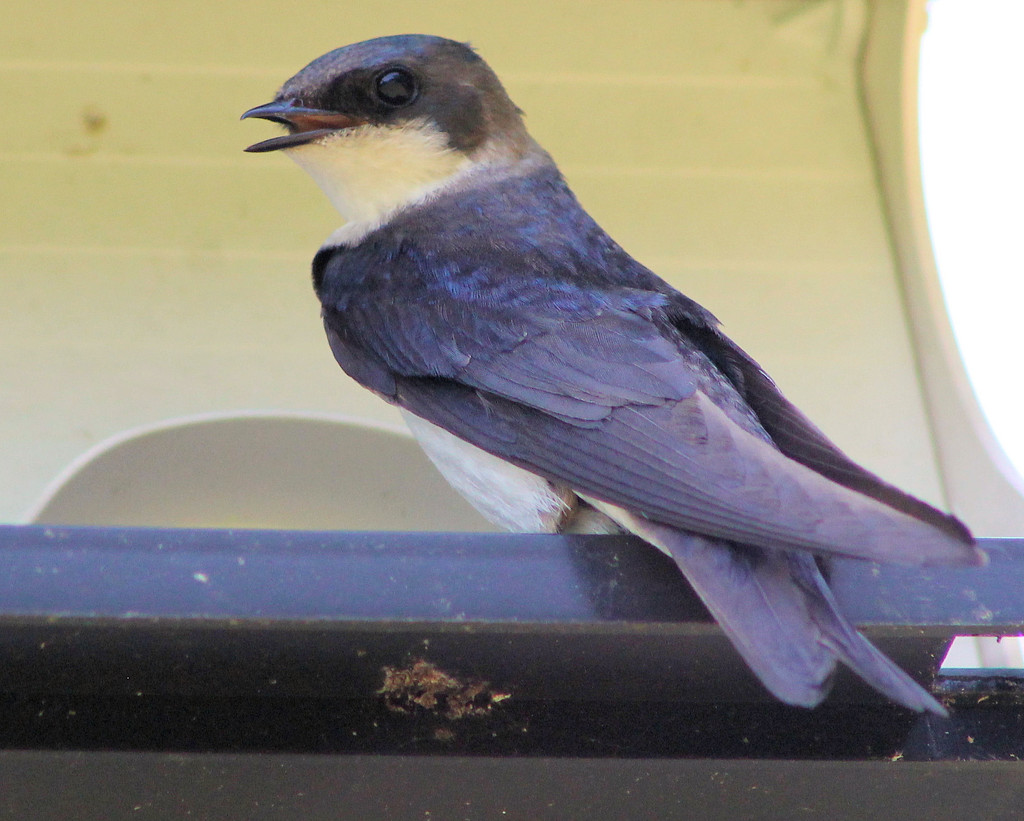 Baby Tree Swallow by cjwhite