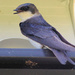 Baby Tree Swallow by cjwhite
