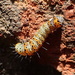 Eight-Spotted Forester Moth Caterpillar by cjwhite