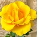 Yellow rose  by 365projectdrewpdavies