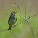 Savannah sparrow landscape by rminer