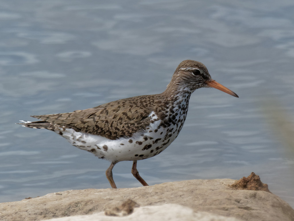 spotted sandpiper sideview by rminer