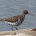 spotted sandpiper sideview by rminer