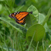 butterfly on milkweed by rminer