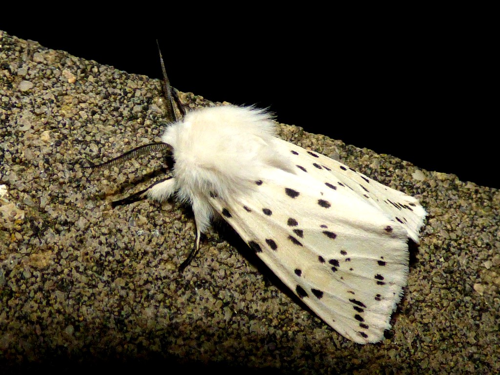 White Ermine Moth by julienne1