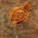Still a Rose by judyc57