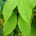 Viburnum leaves (I think) by rhoing