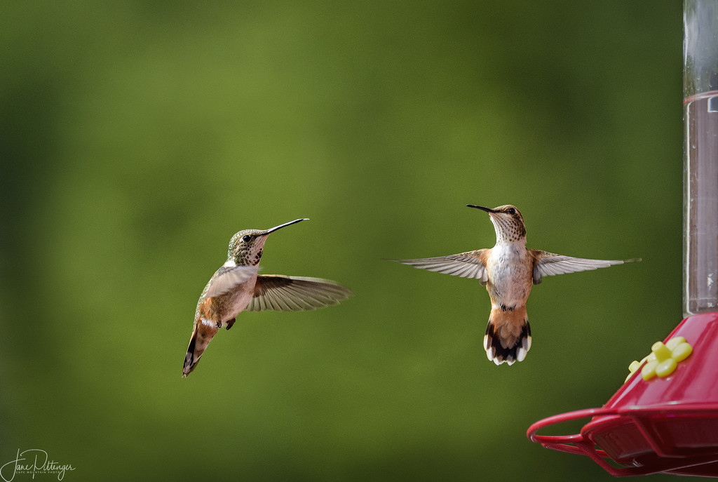 Two Hummers Engaging Around the Feeder by jgpittenger