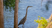 8th Jun 2018 - Blue Heron Getting Ready to Attack!