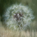 Dandelion Season (and Mosquitoes) by taffy