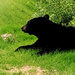 Black Bear by gq