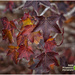 its Autumn leaves in Winter by kerenmcsweeney