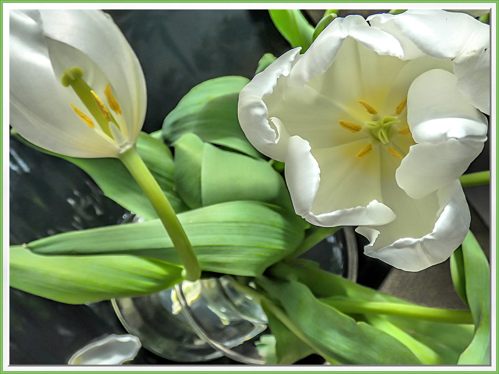 White Tulips  by ludwigsdiana