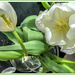 White Tulips  by ludwigsdiana