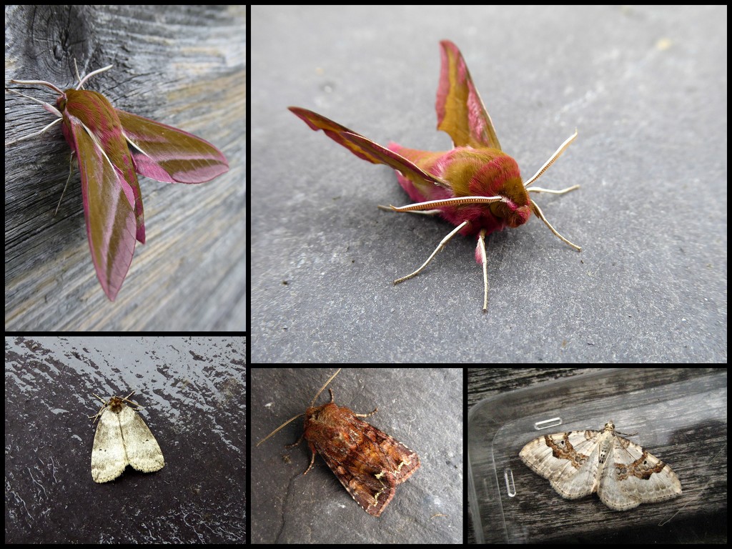 Garden moths 16 by steveandkerry
