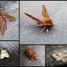 Garden moths 16 by steveandkerry