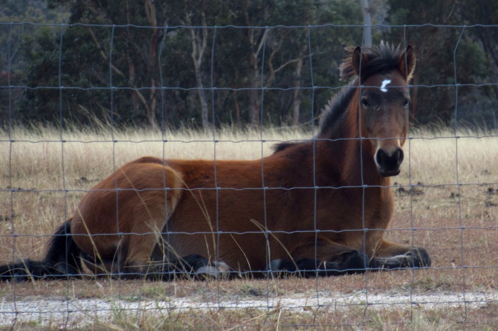 A very relaxed Brumby... by robz