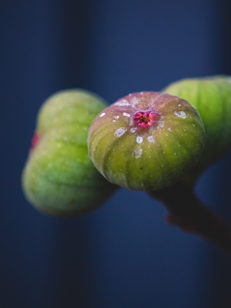 Winter figs by jodies