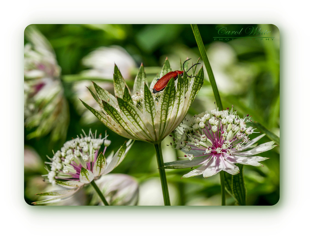 Astrantia And Cardinal Beetle by carolmw