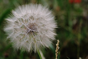 22nd May 2018 - Canon 1200D - Dandelion