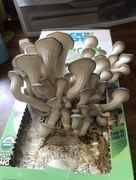 4th Jun 2018 - I grew mushrooms! 