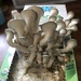 I grew mushrooms!  by annymalla