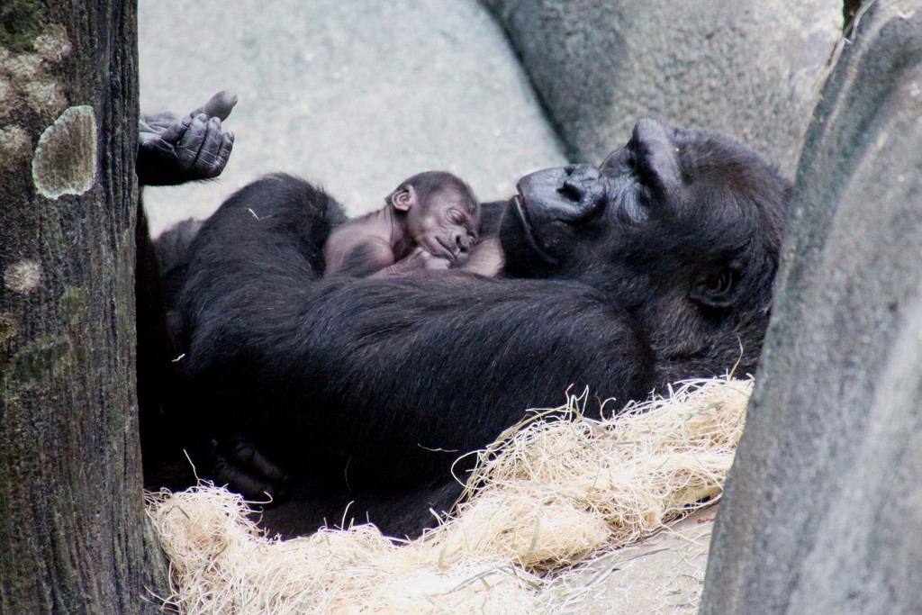 1 Week Old Gorilla Baby by randy23