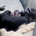 1 Week Old Gorilla Baby by randy23