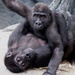 Gorilla Kids At Play by randy23