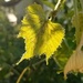 Grape Leaf by meotzi