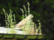 3rd Jun 2018 - A Buzzard on a Shed Roof