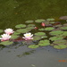 water lillies by arthurclark