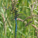 Anax Imperator by philhendry