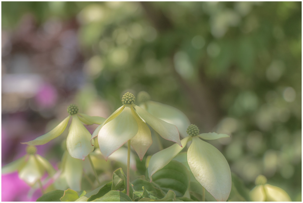 dreamy blooms by jernst1779