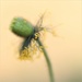 Bereft Of Petals ..... For Me (Album) by motherjane