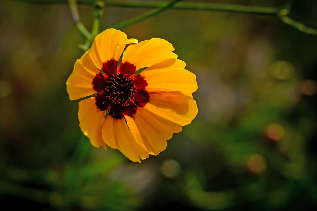Backlighting the Coreopsis by milaniet