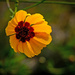 Backlighting the Coreopsis by milaniet