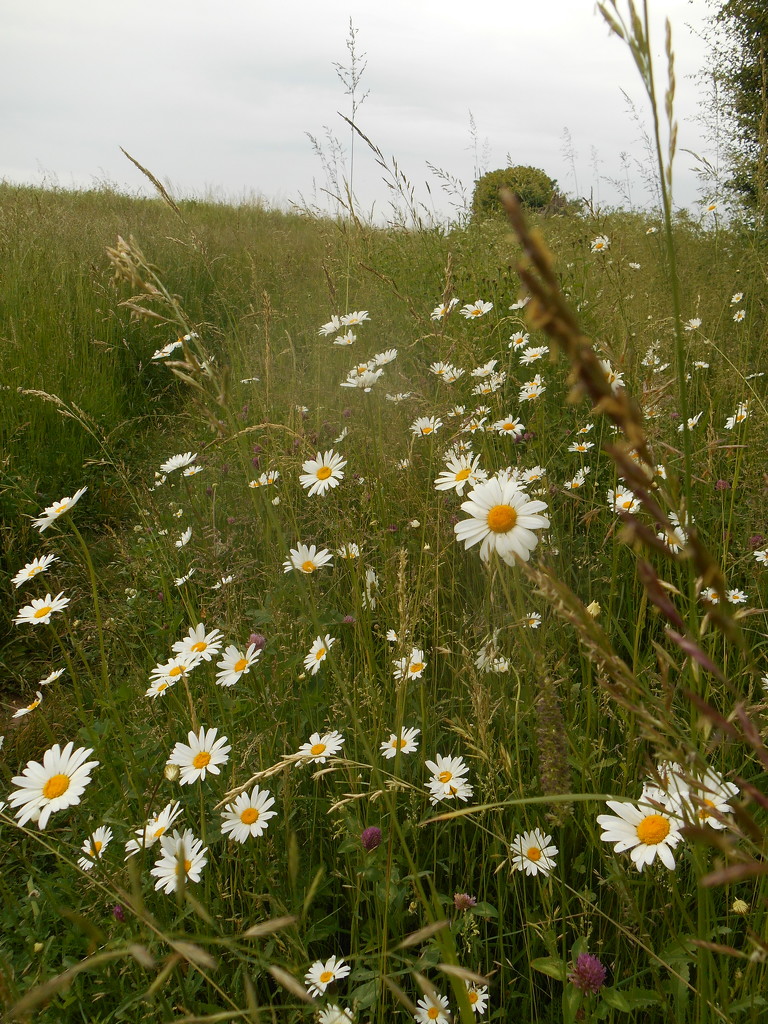 Oxeye daisies... by snowy