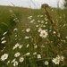 Oxeye daisies... by snowy