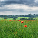 More Poppies by rjb71