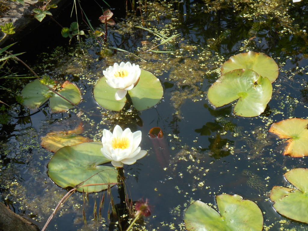 Water Water-lily's  by snowy