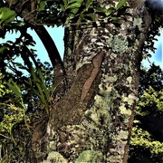 10th Jun 2018 - Old Tree Trunk & Lichen ~