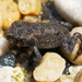 American toad by rminer