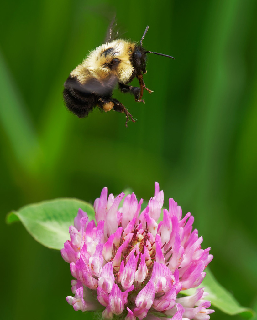 Bee on clover by rminer