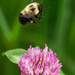 Bee on clover by rminer