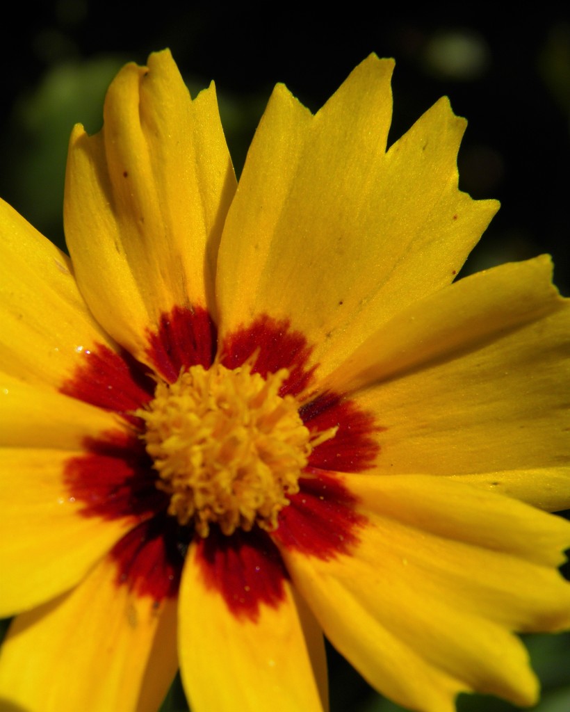 June 9: Coreopsis by daisymiller